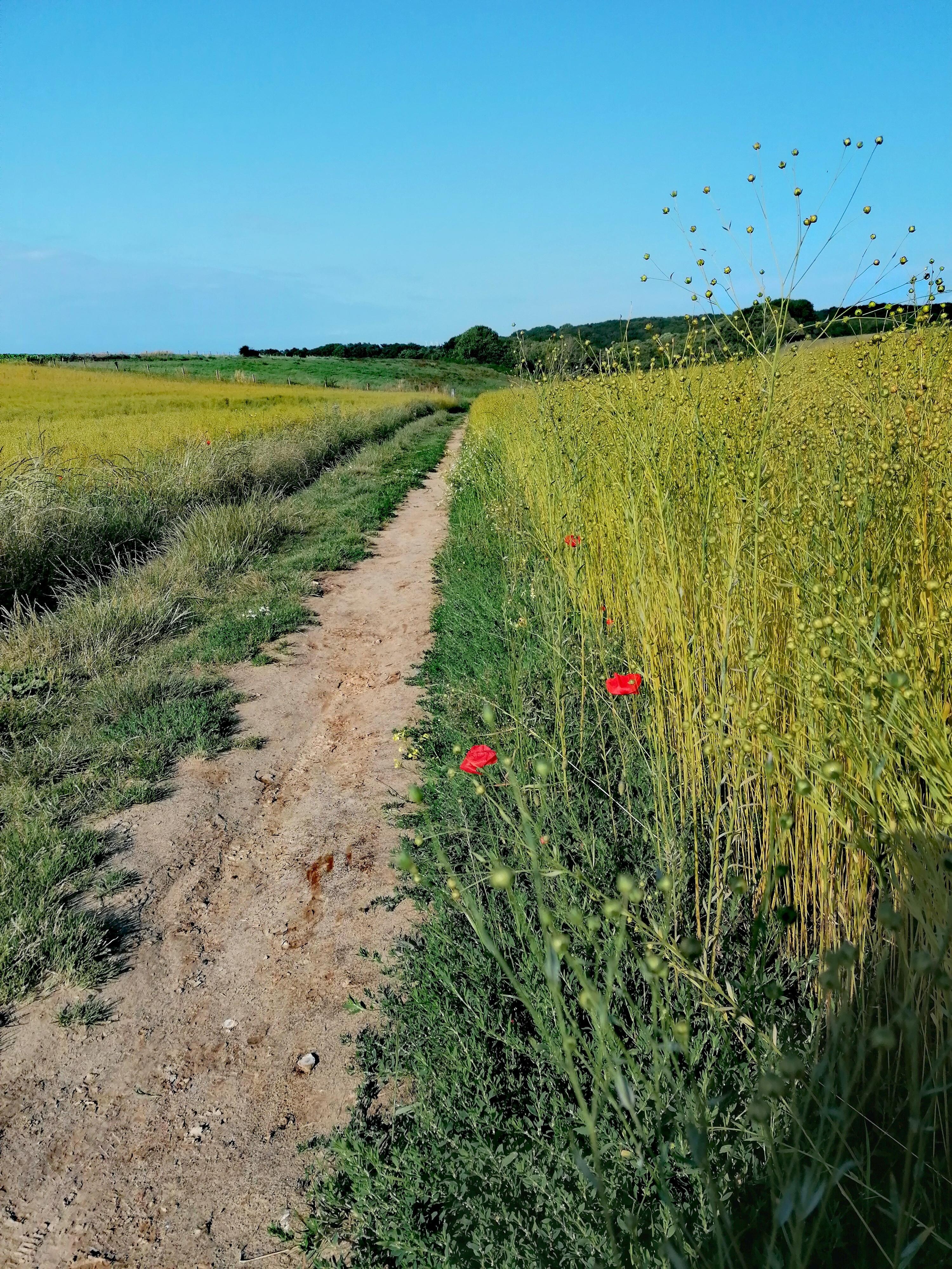 Parfait pour les randonnées parmi les champs de linp