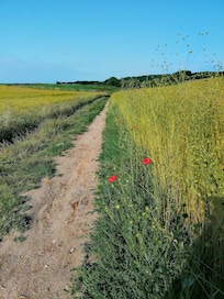 Parfait pour les randonnées parmi les champs de linp