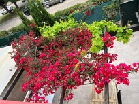 View from the balcony of the floral vines in pergola on patio.