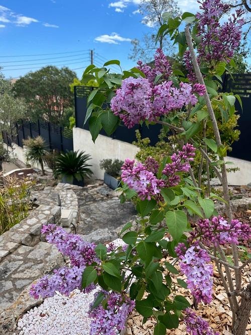 Springtime flowers at the villa