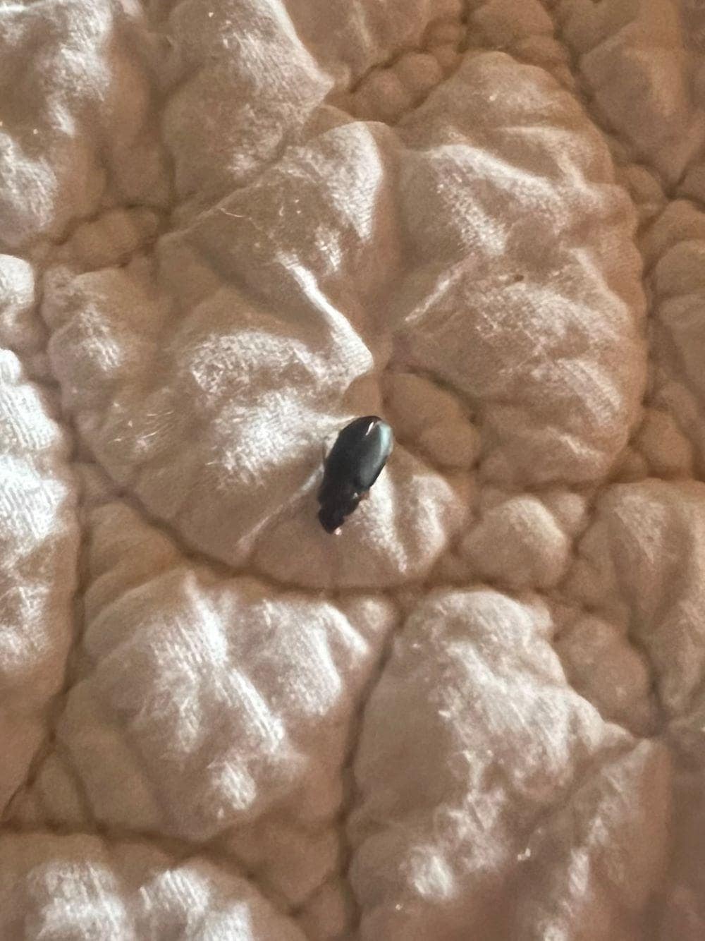 Bed Bug or Beetle found in bed