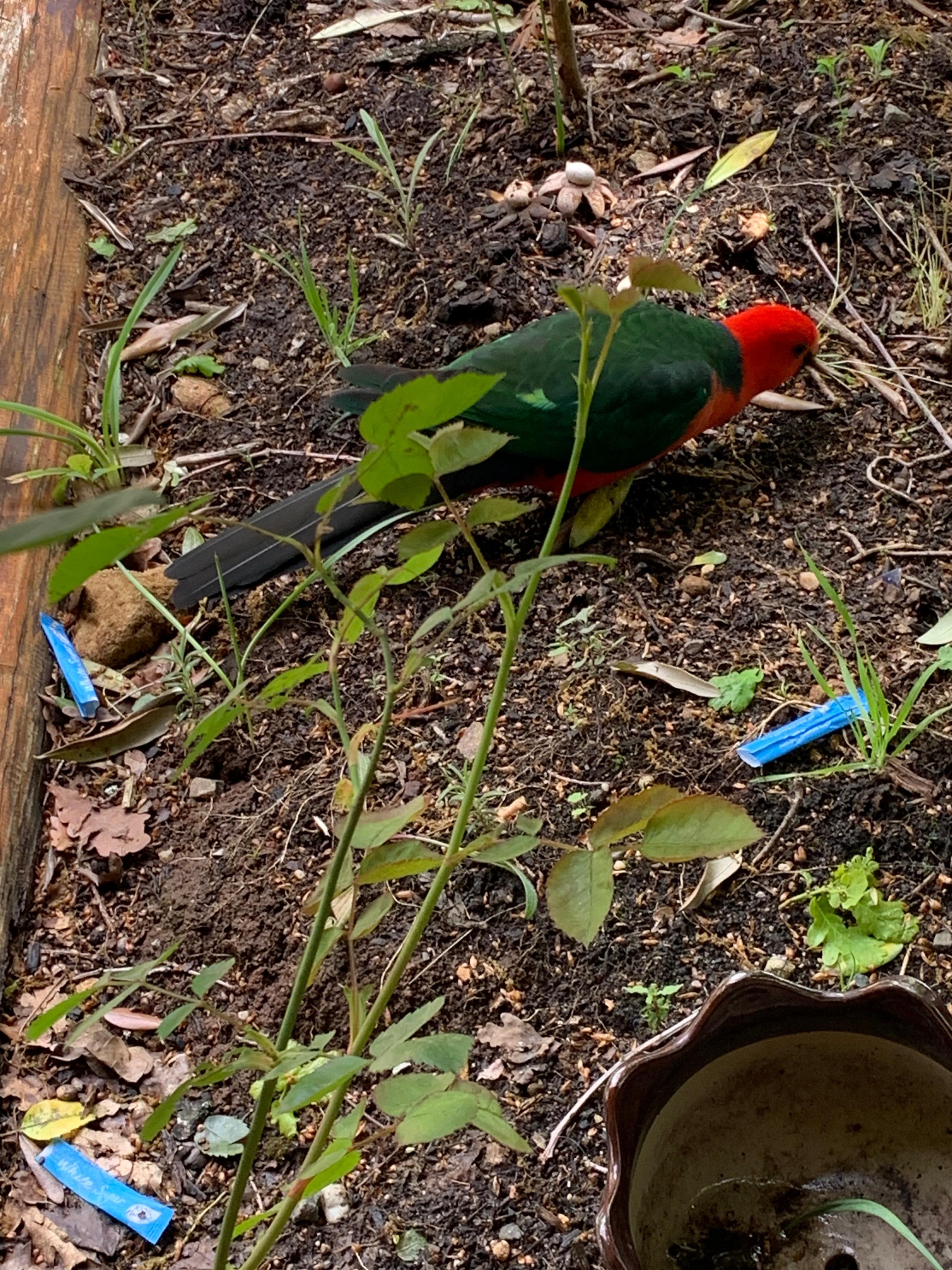 Bird viewing was great