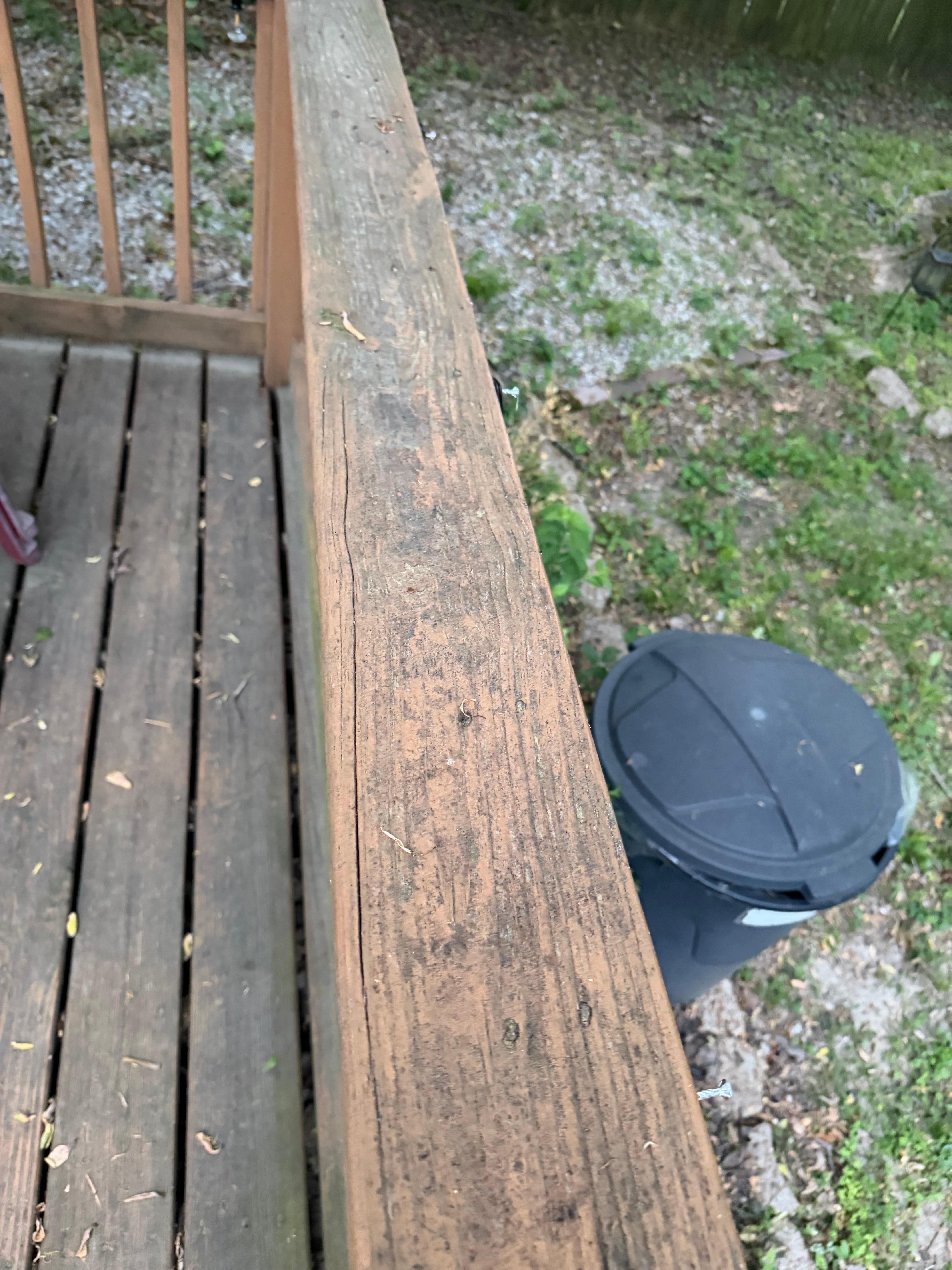 Back yard