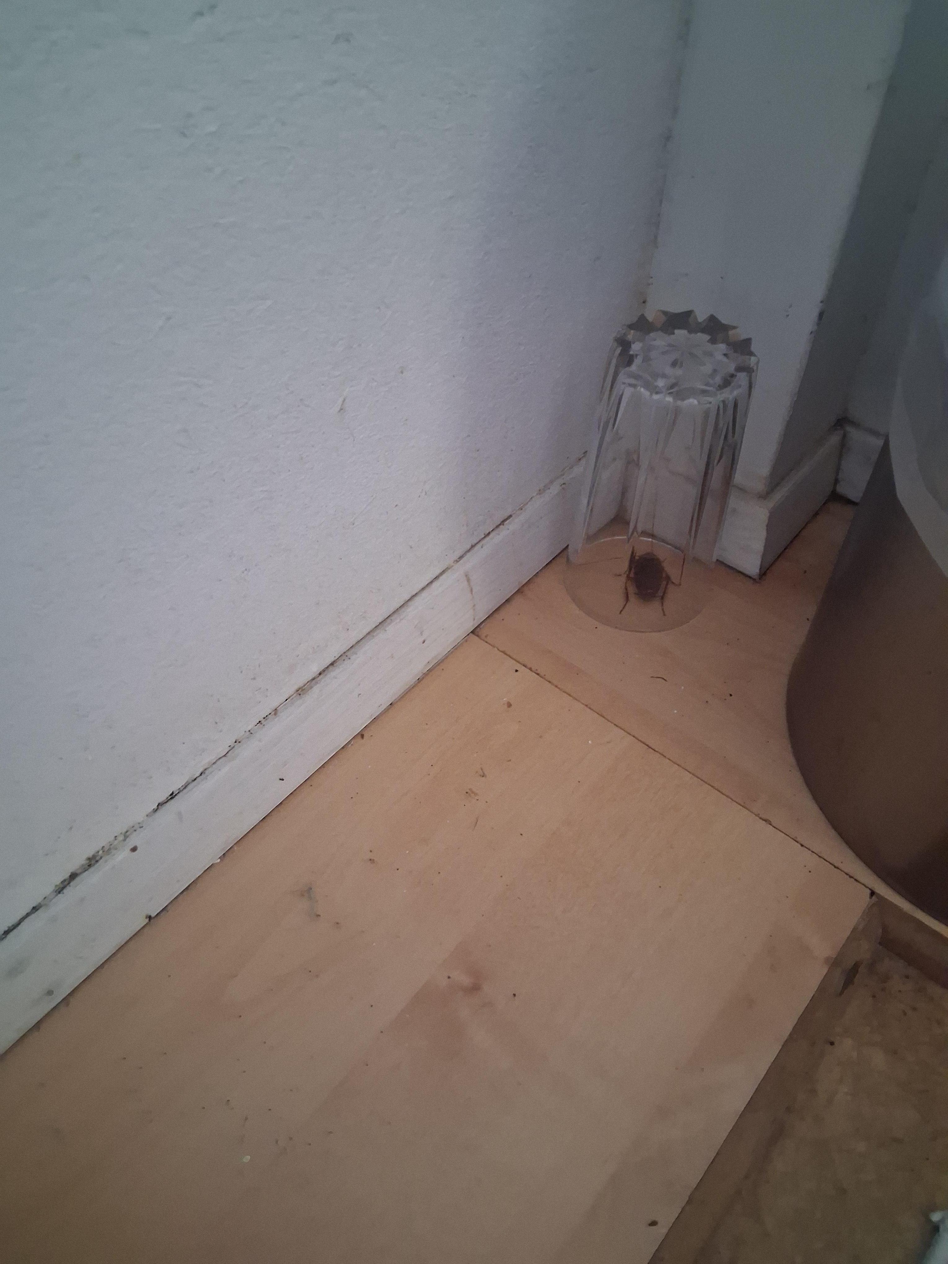 Trapped live roach