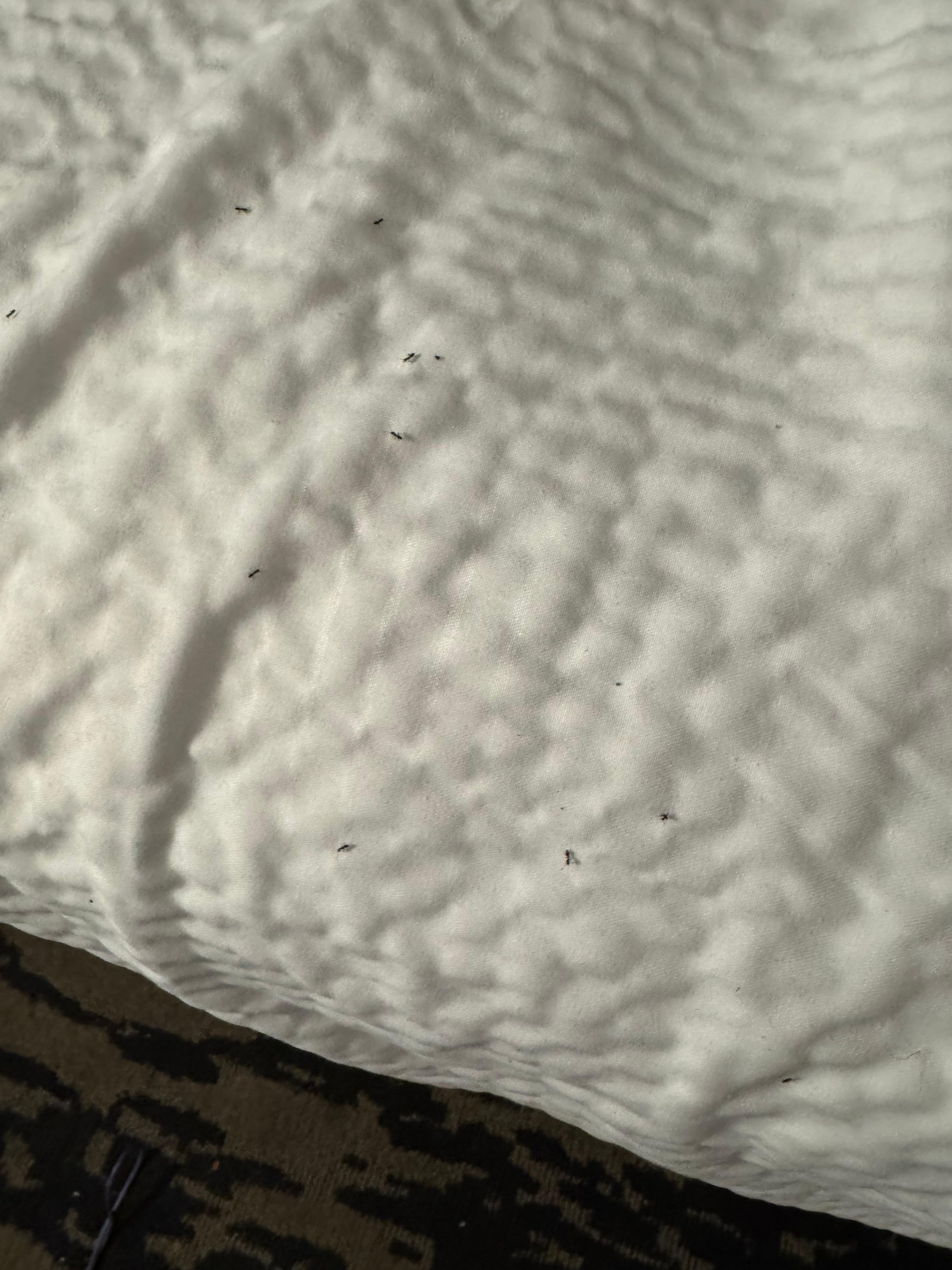Ants on other bed.