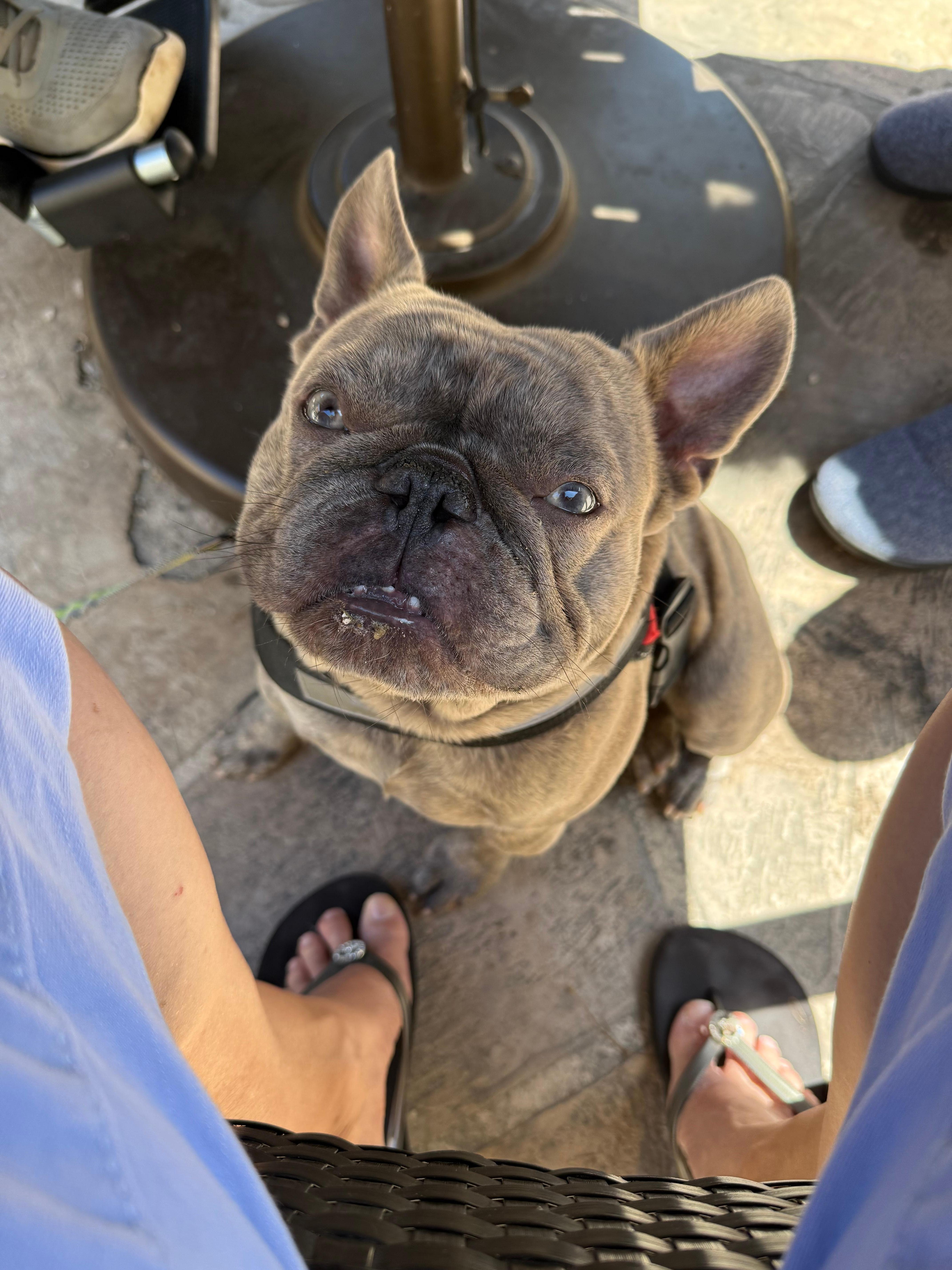 Buckee in the shade 