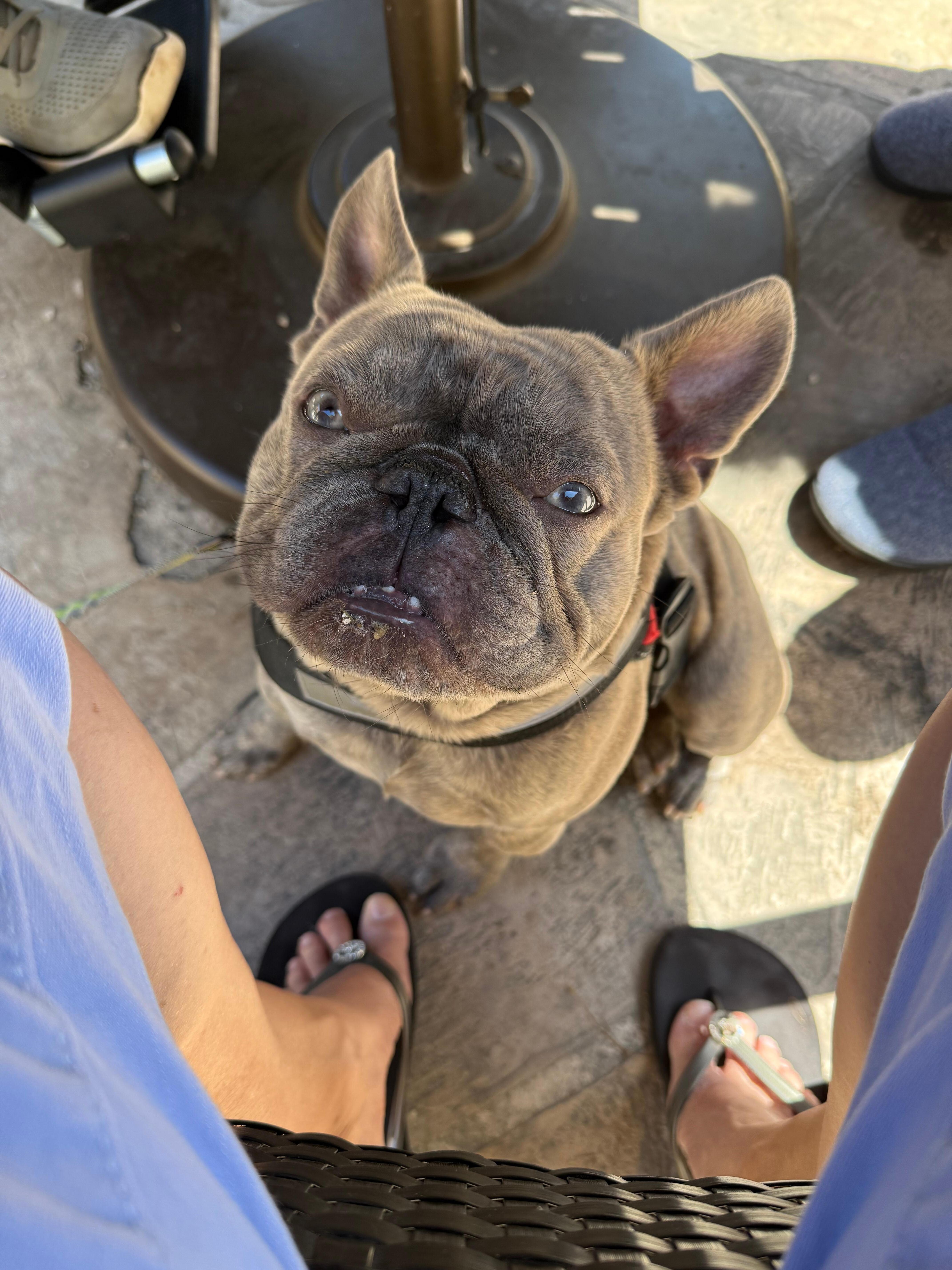 Buckee in the shade 