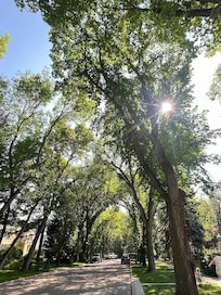 The beautiful neighborhood. We loved the tall trees.