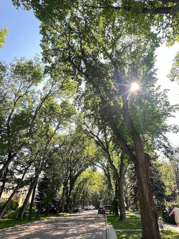 The beautiful neighborhood. We loved the tall trees.