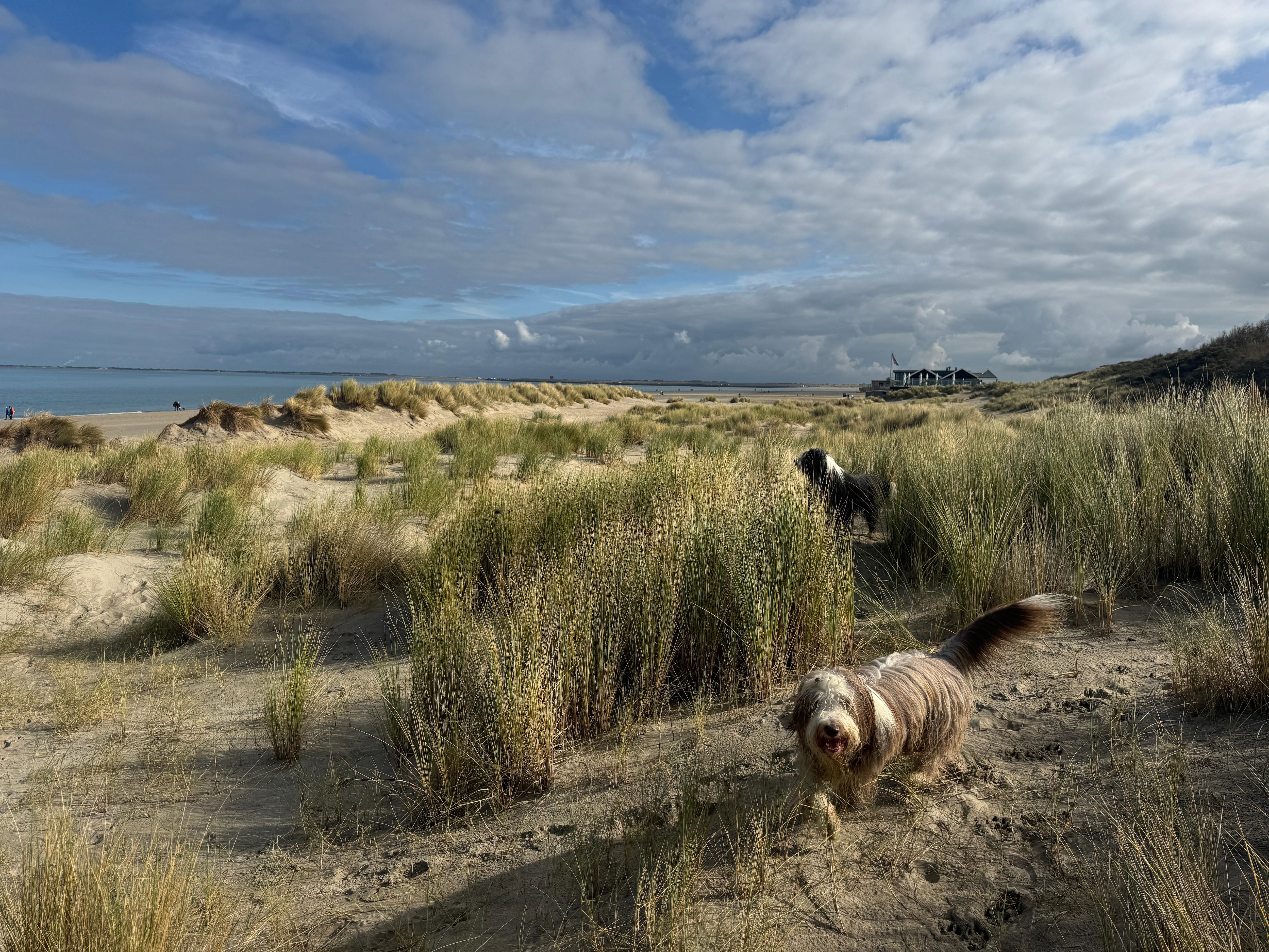 Hundeauslauf wie man sich ihn das ganze Jahr wünschen würde.