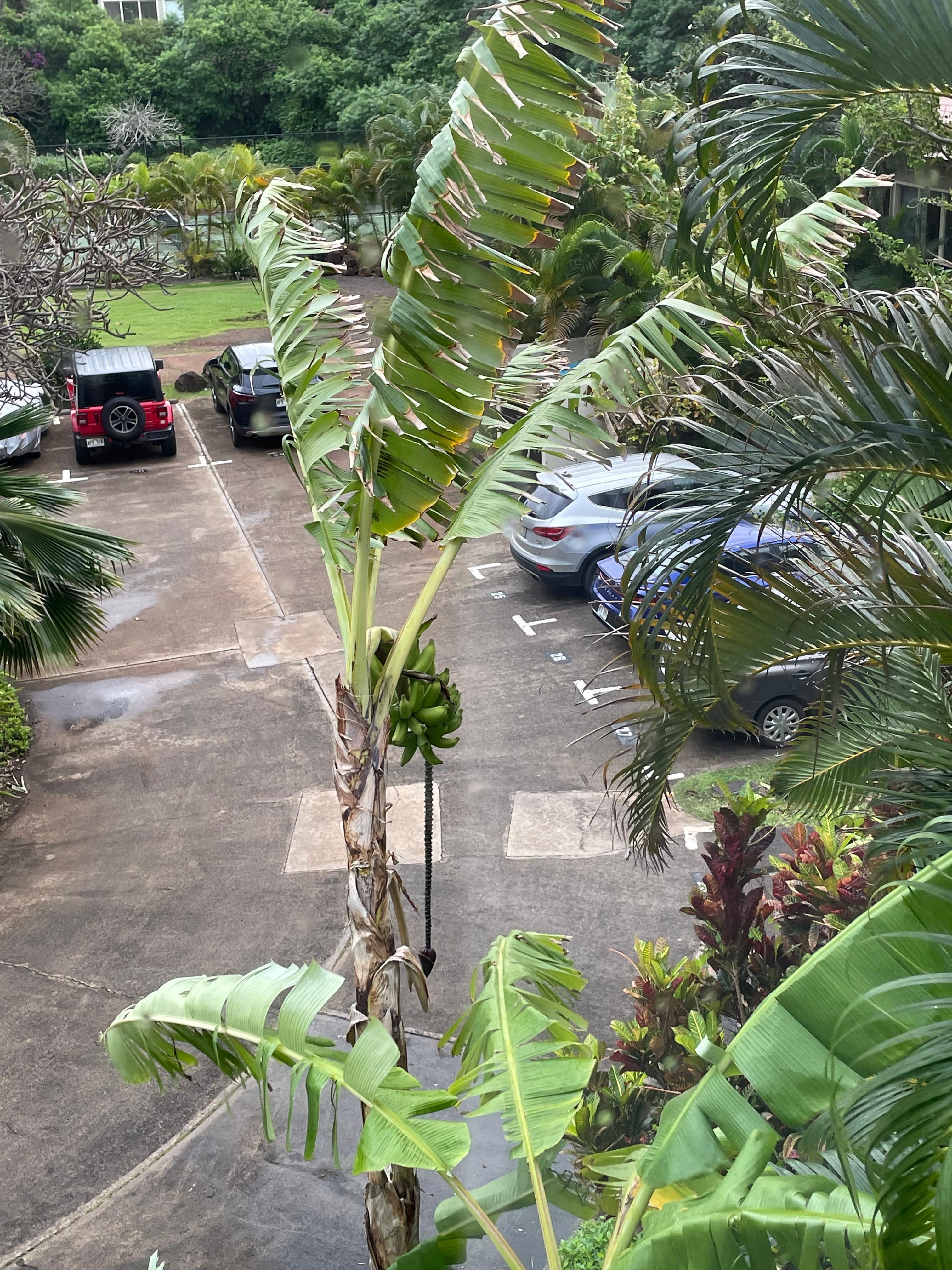 Banana tree outside the front window.