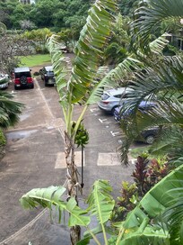 Banana tree outside the front window.
