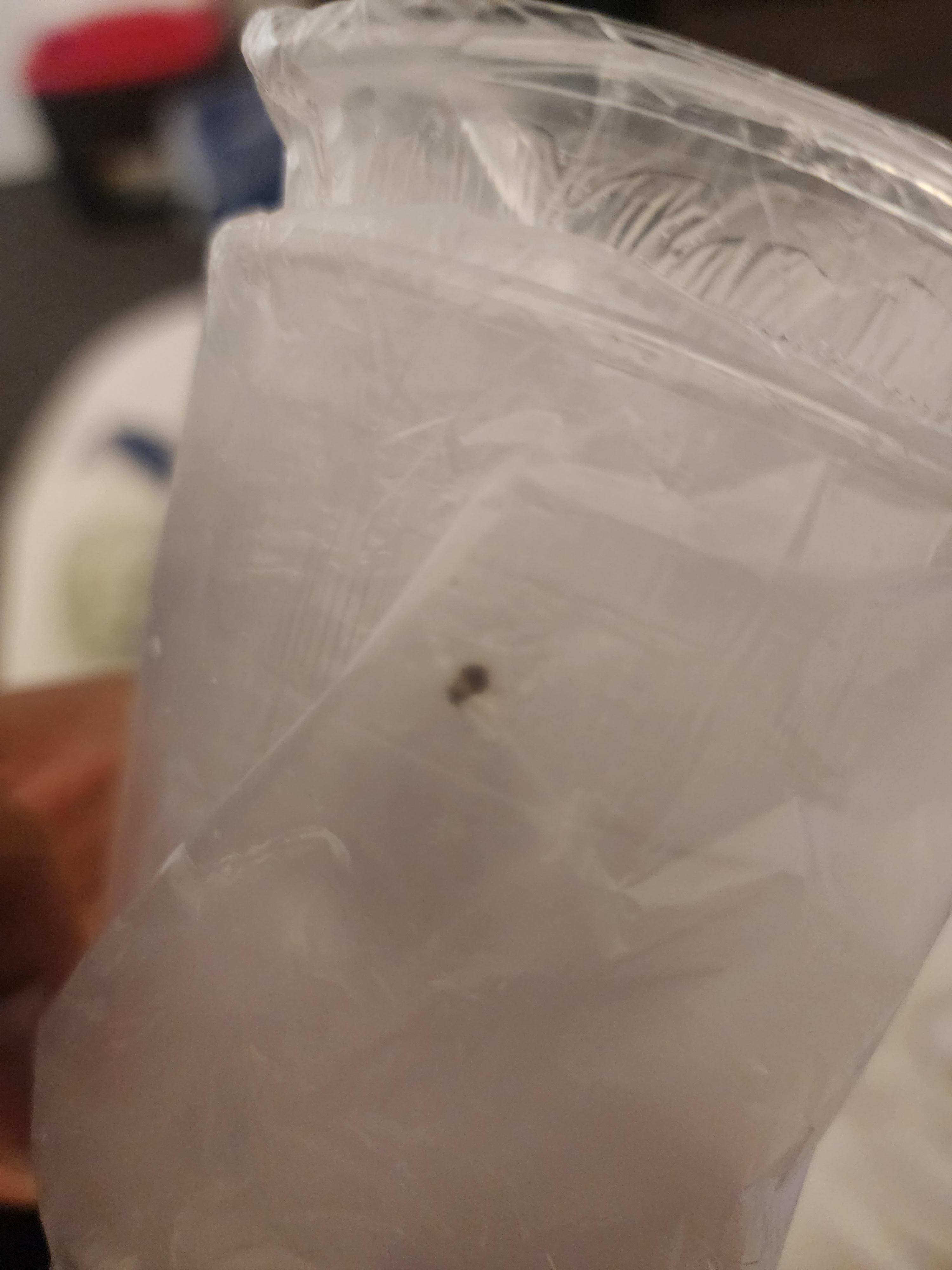 Cockroach in the cup