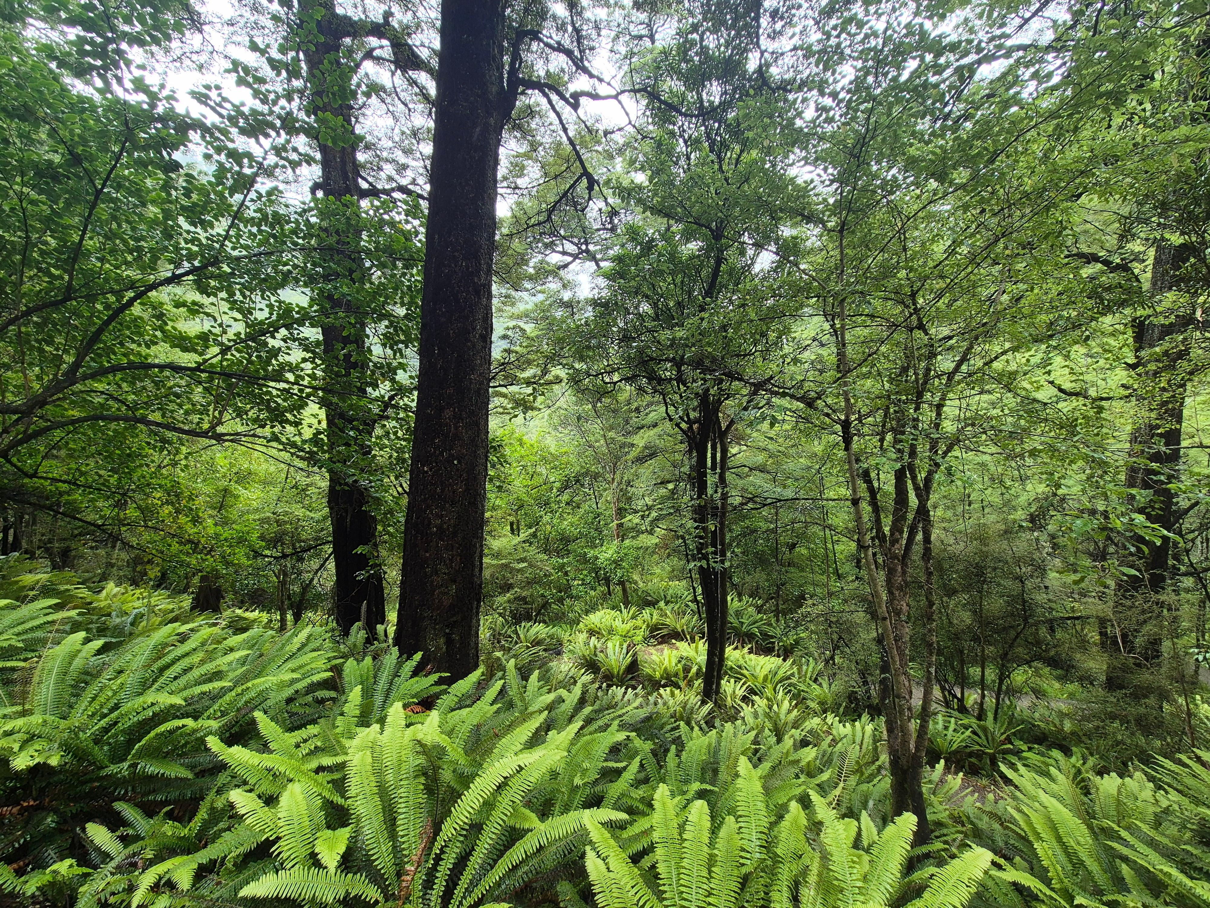 Sharplin Falls Walk, Mt Somers