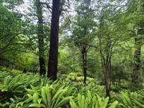 Sharplin Falls Walk, Mt Somers