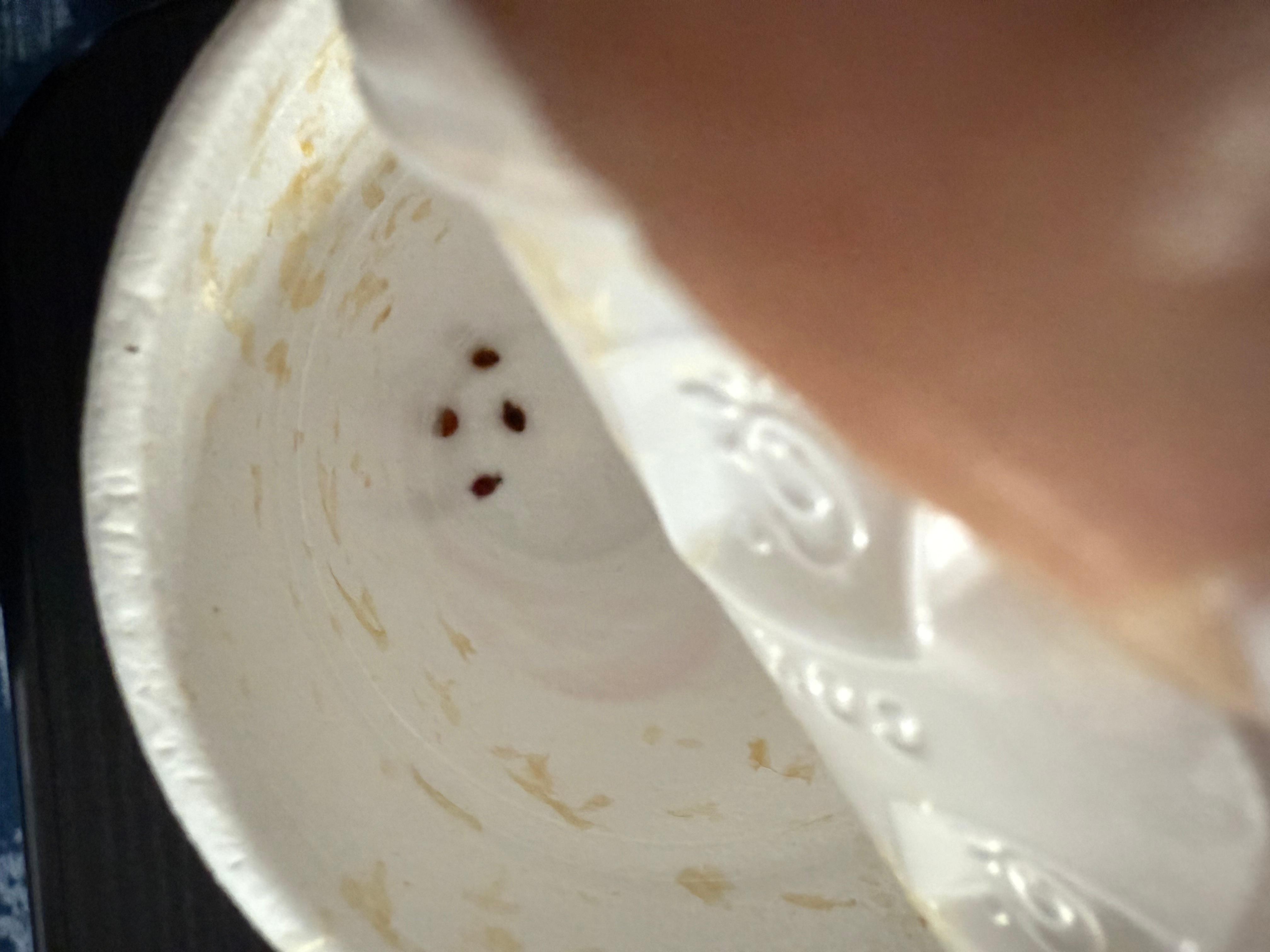 More ladybugs in a different cup. They were all over the ceiling, walls, curtains, window, and floor.