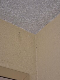 Spider webs