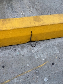 Small snake that the staff quickly moved from the parking lot