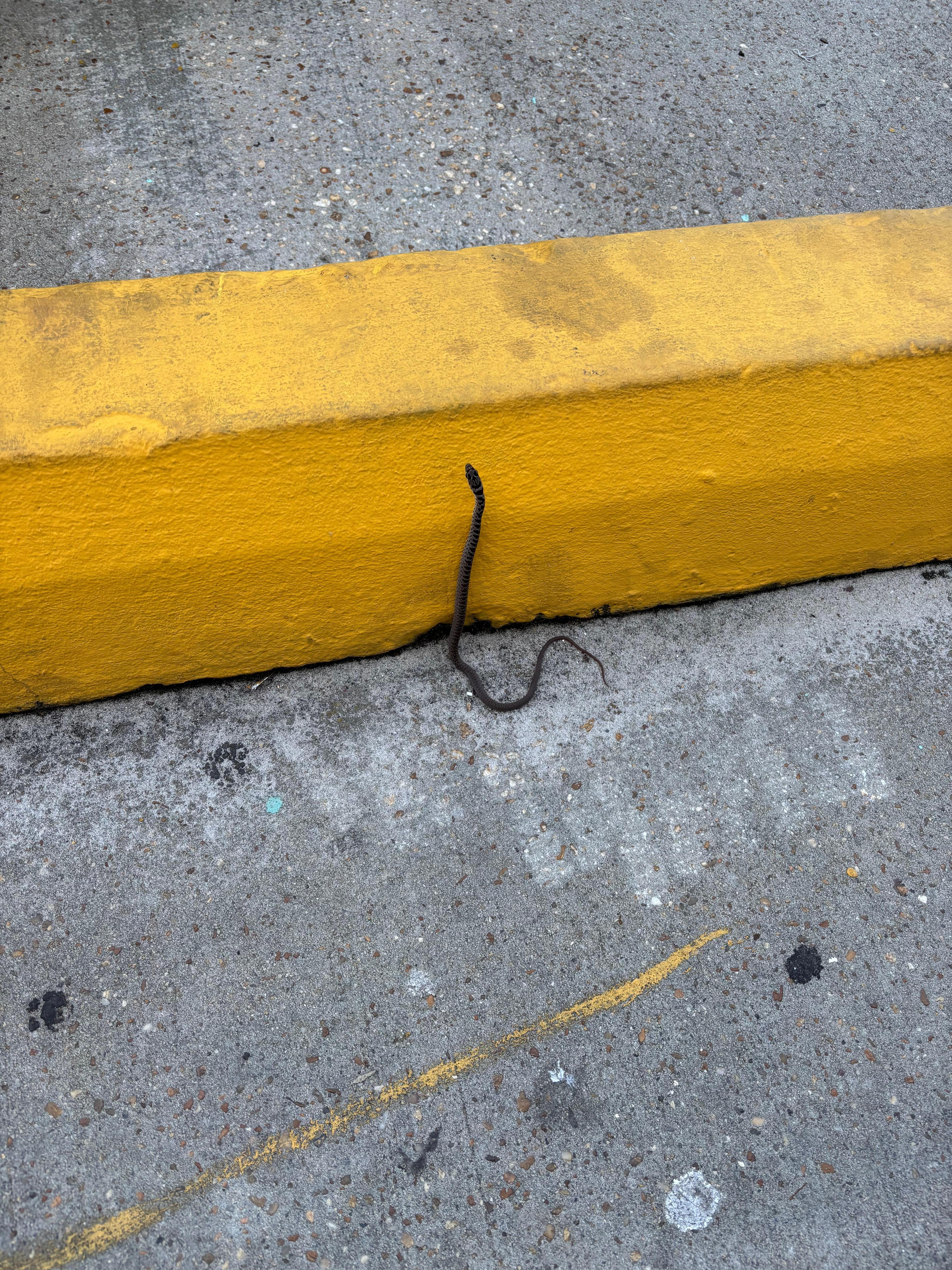 Small snake that the staff quickly moved from the parking lot