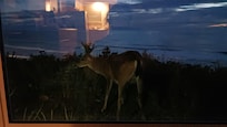 Our special guest having dinner