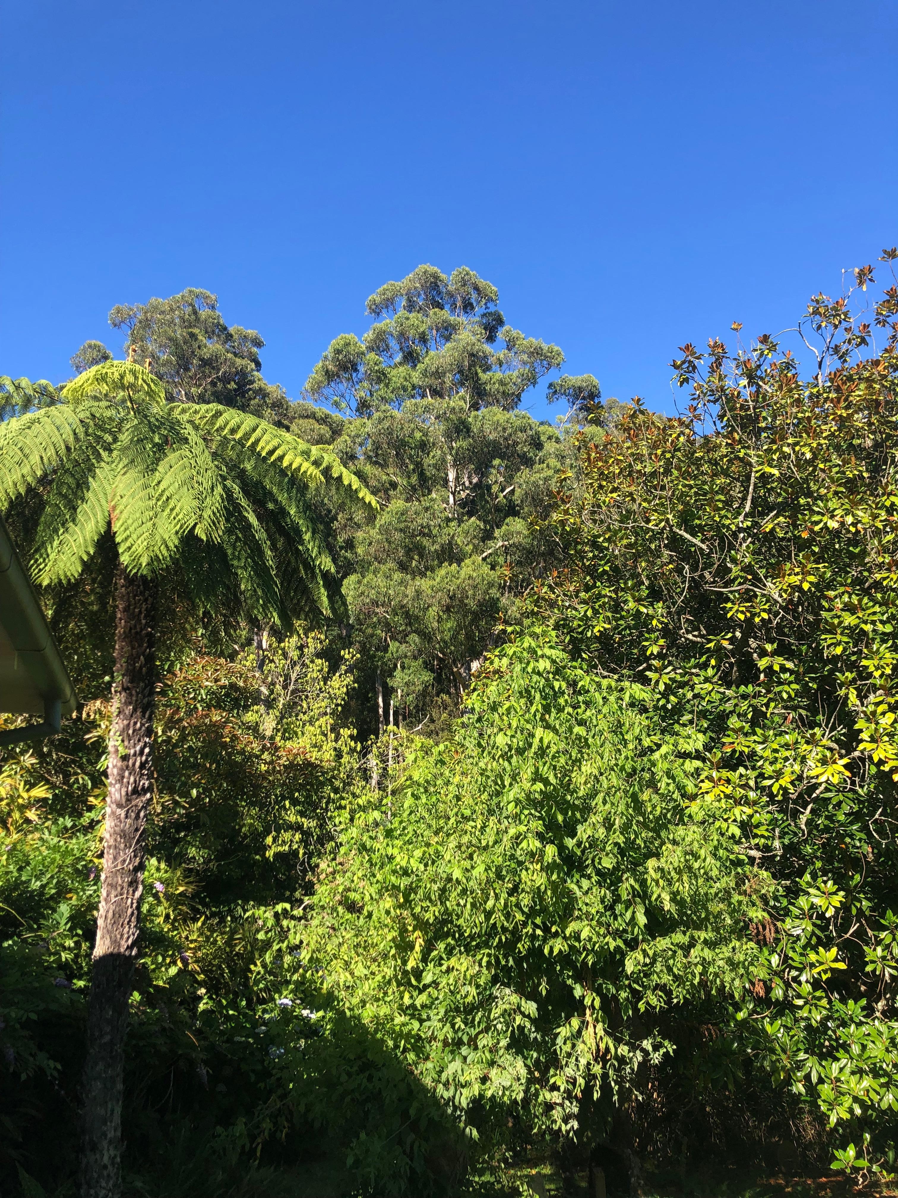 Views of the house and grounds and feathered friends 