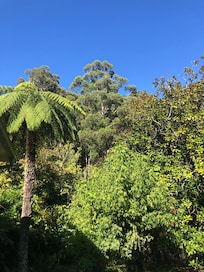 Views of the house and grounds and feathered friends