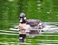 This little guy seemed a bit grumpy.