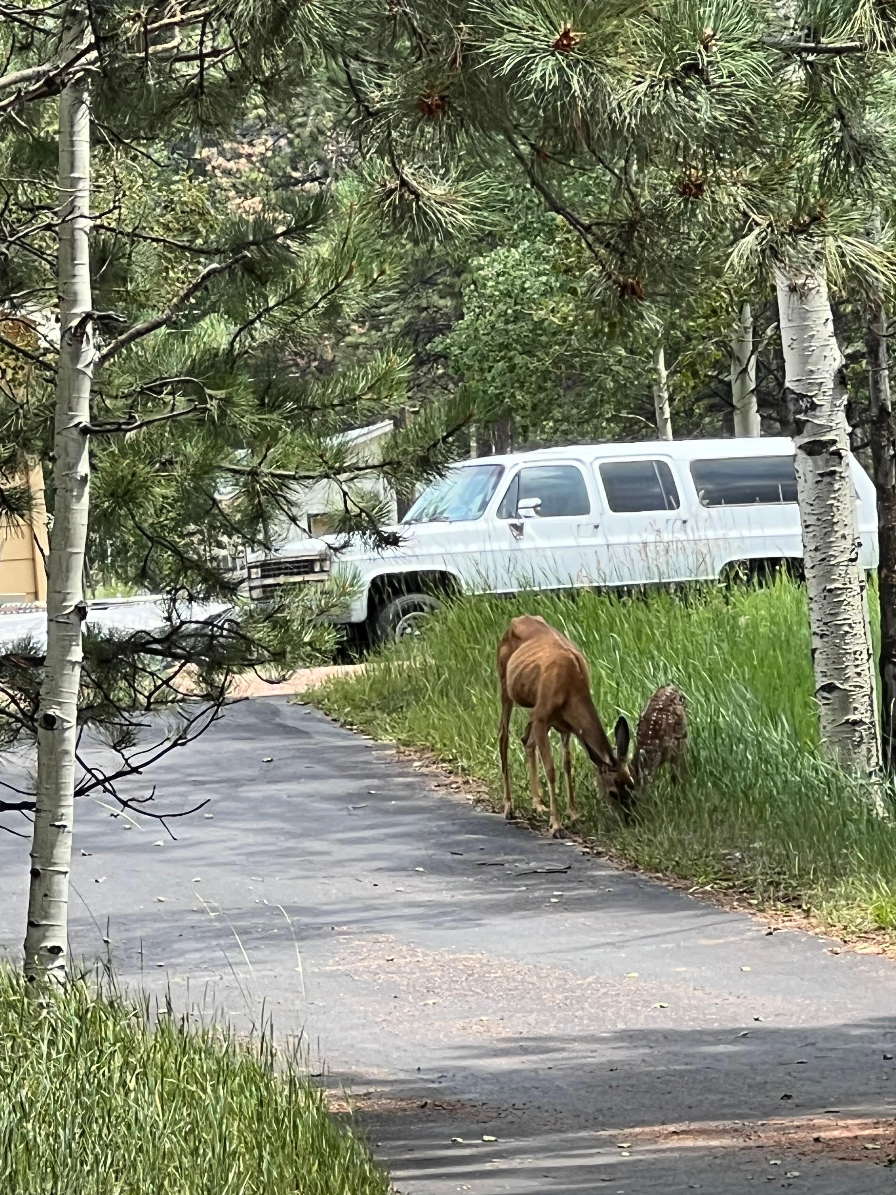 Momma and baby out for a snack