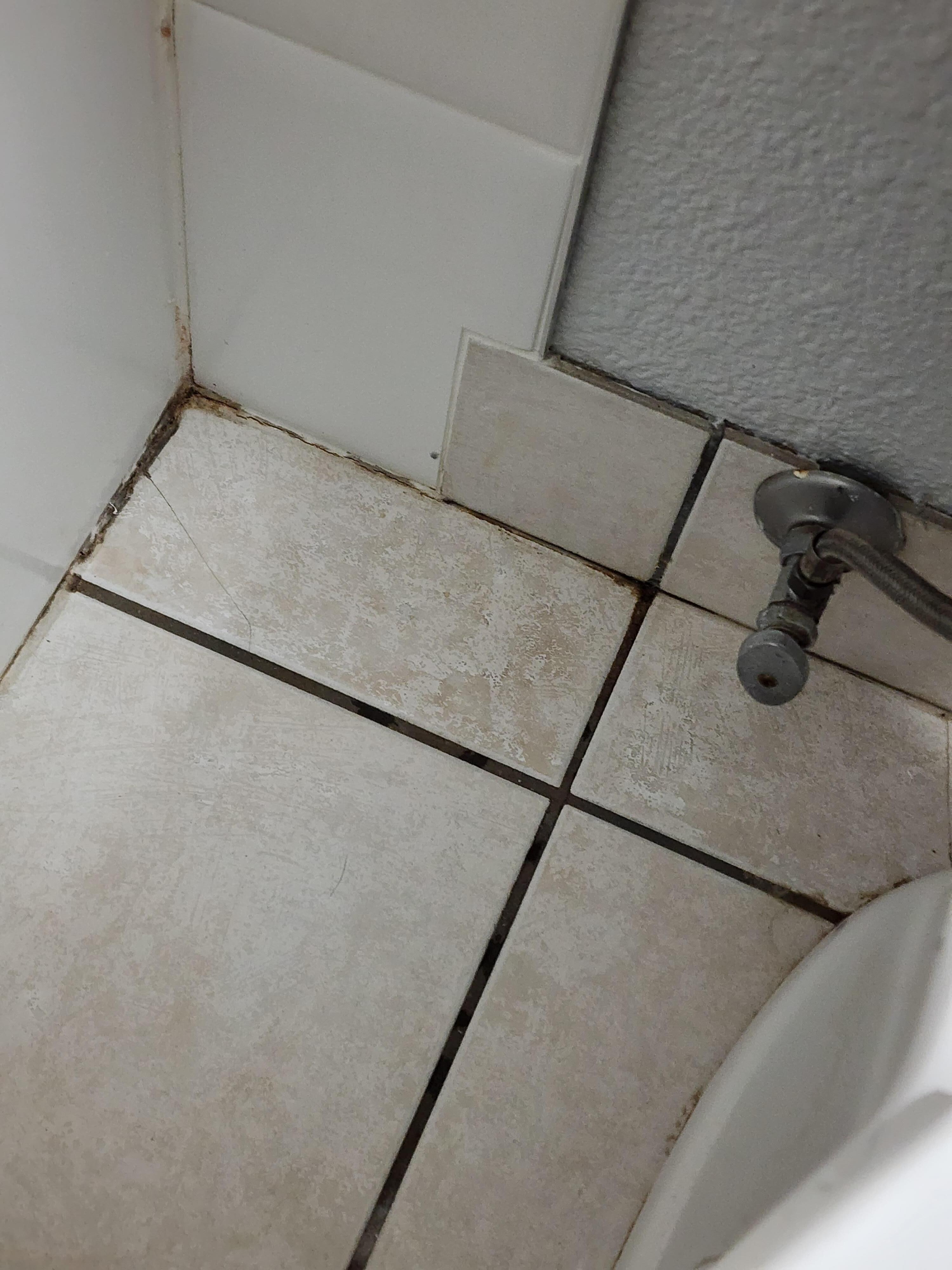 Not mold, just age, tile grout and around the tub.