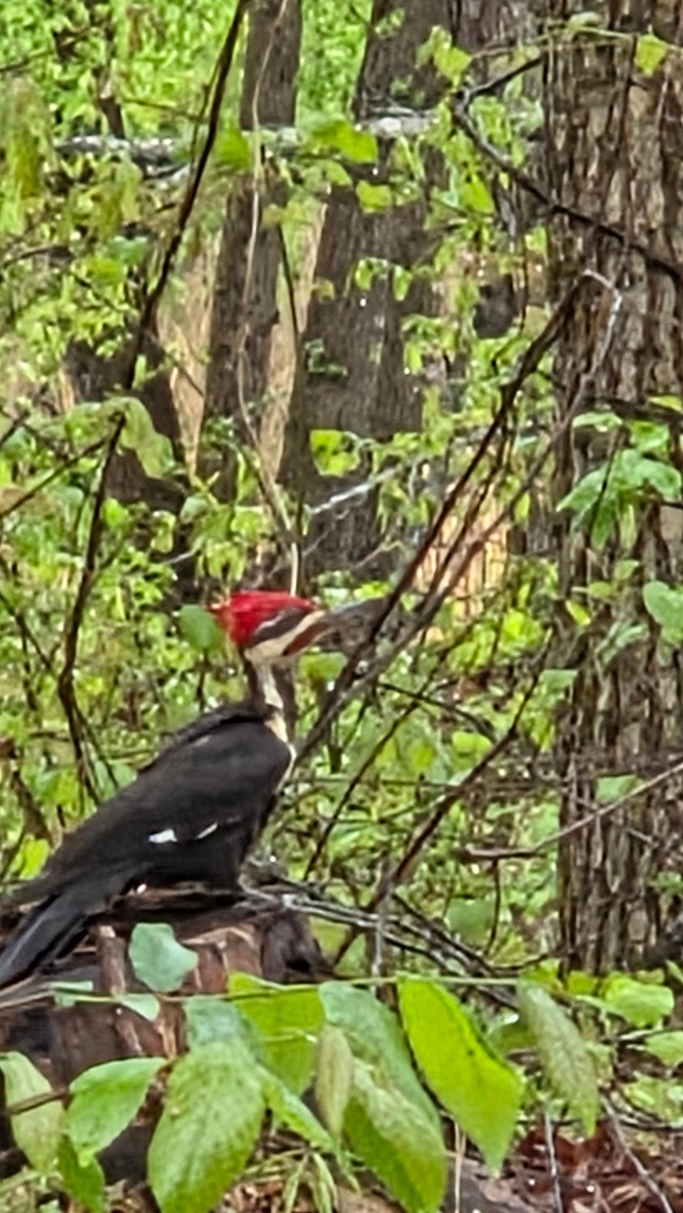 Pileated Woodpecker 10 feet from porch.