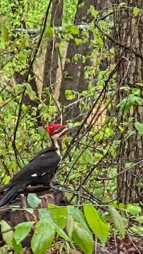 Pileated Woodpecker 10 feet from porch.