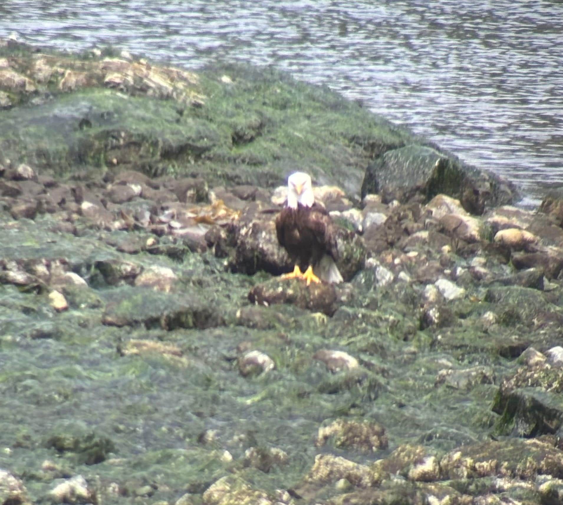 Beautiful fish eagle just steps away
( bald eagle )