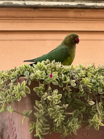 This pretty bird enjoyed hanging out with us on the balcony during several afternoon wine breaks.