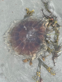 My first time seeing a jelly fish up close.