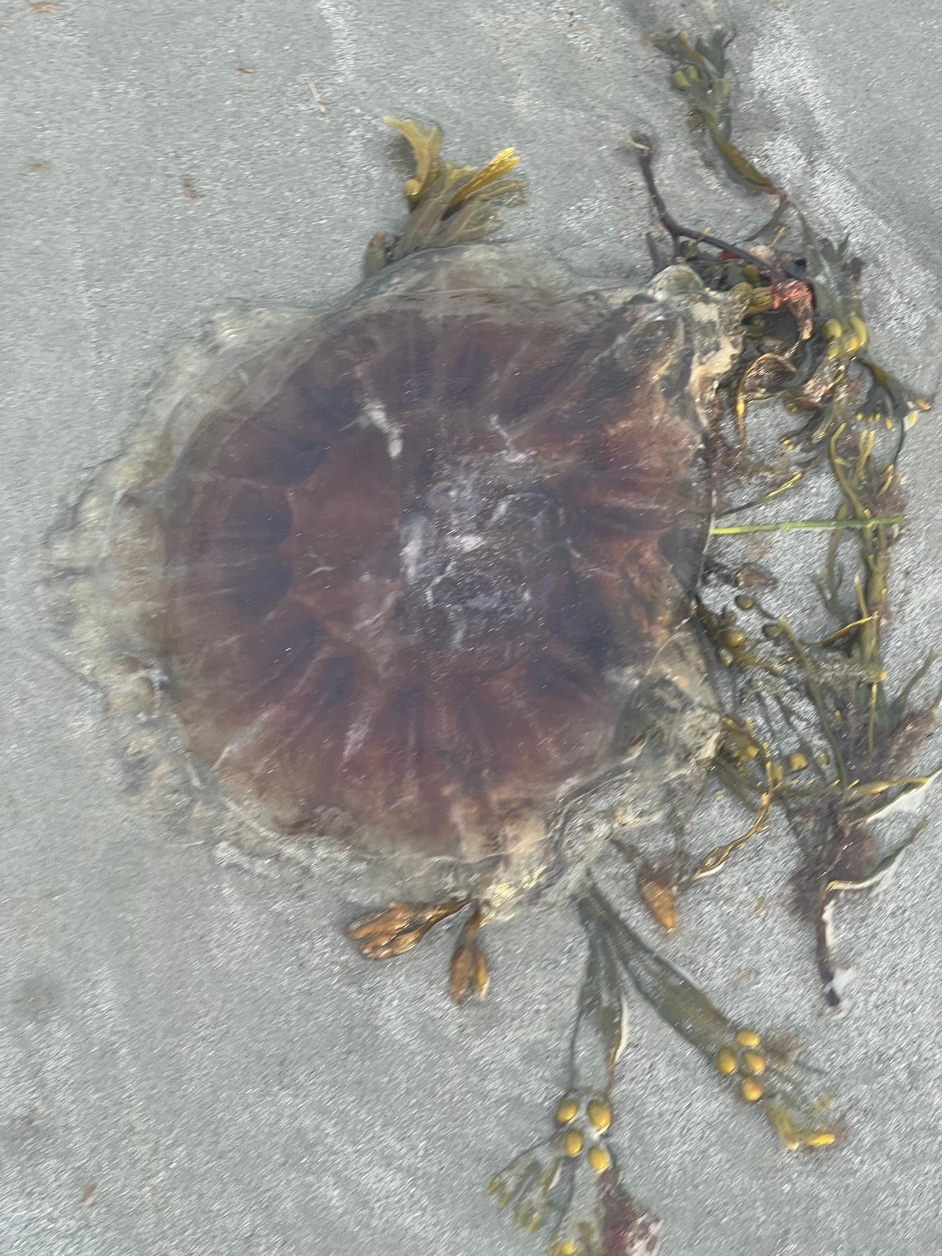 My first time seeing a jelly fish up close. 