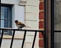 A visit from the locals every morning at our window.