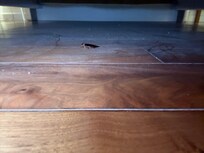Huge cockroach in the room...