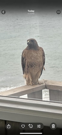 Morning coffee with the female red tailed hawk!