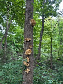 Tree ears