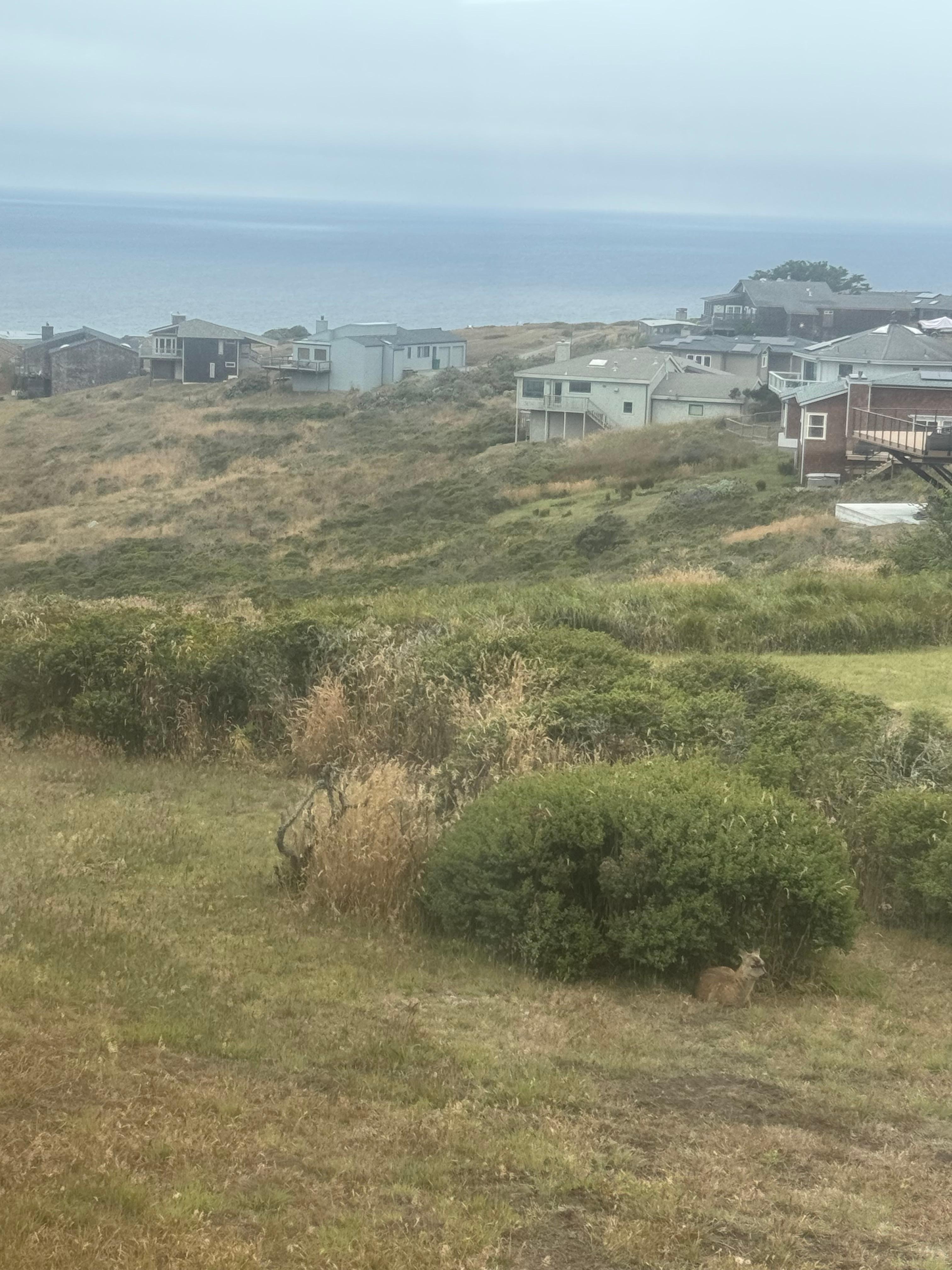 View out the dinning room window. Deer laying under the shrubs. 