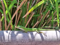 We toured the local botanical gardens.