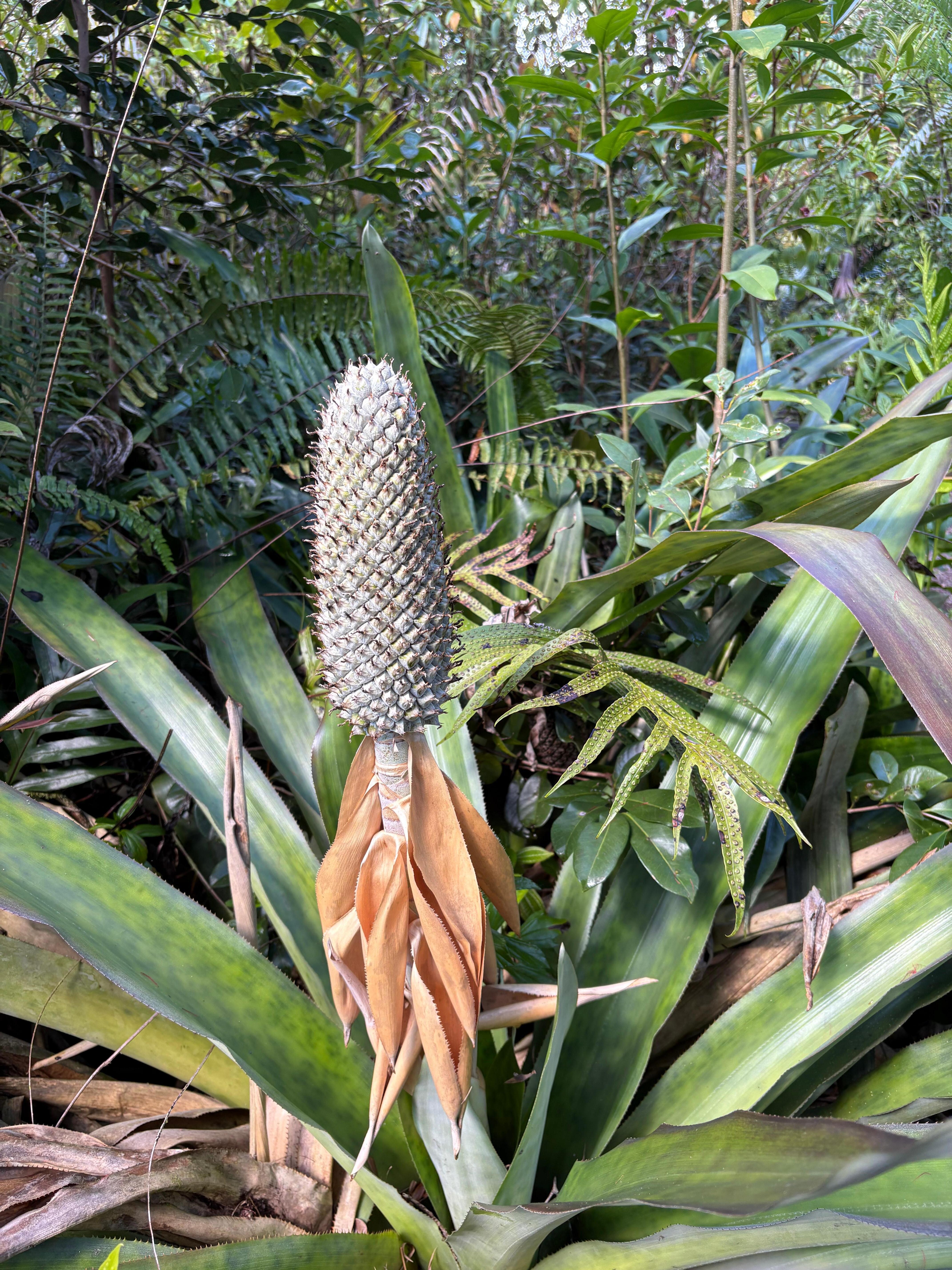 Lovely botanical garden in back
