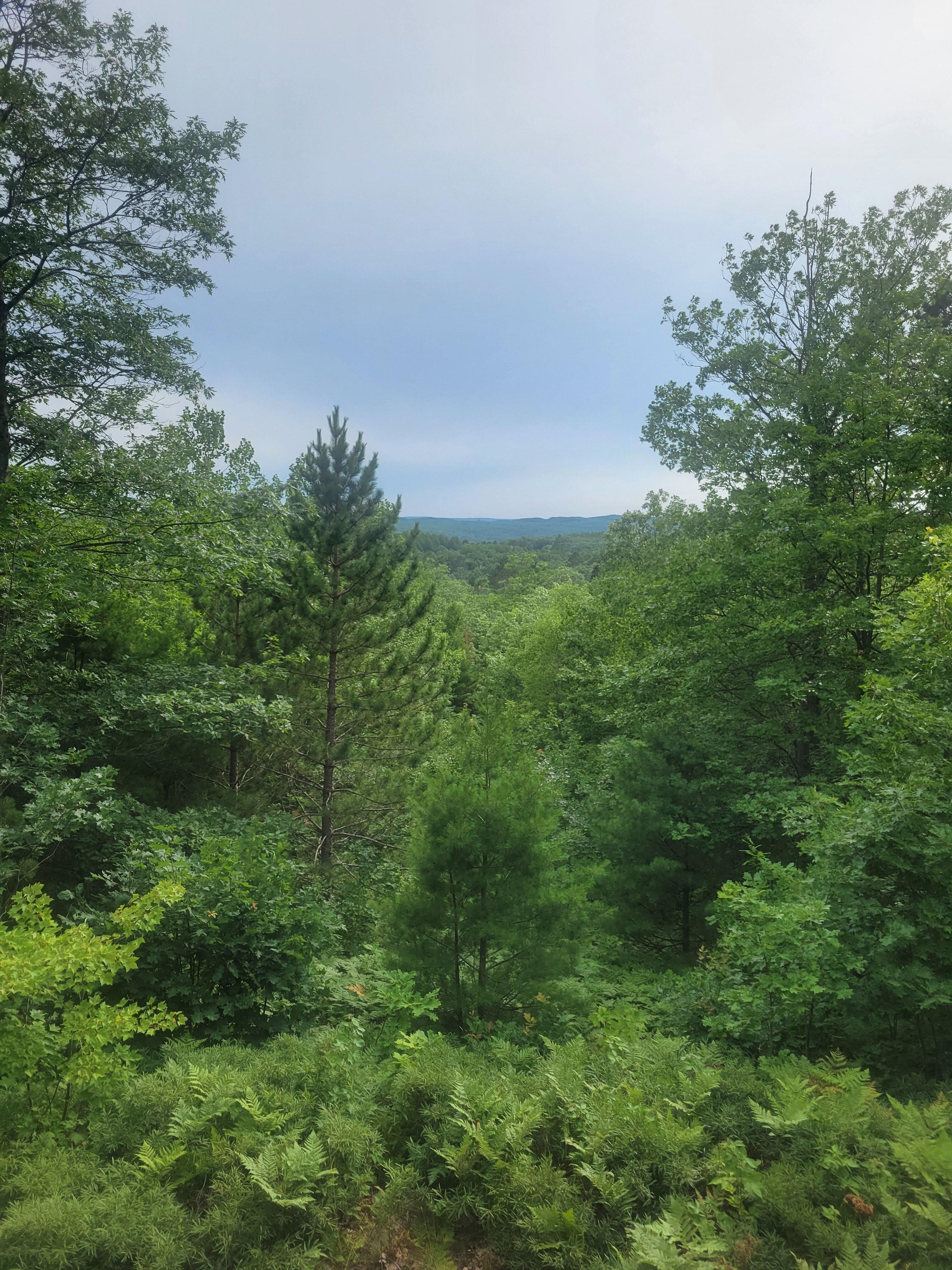 Afternoon view 