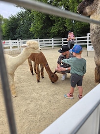 A nearby alpaca farm