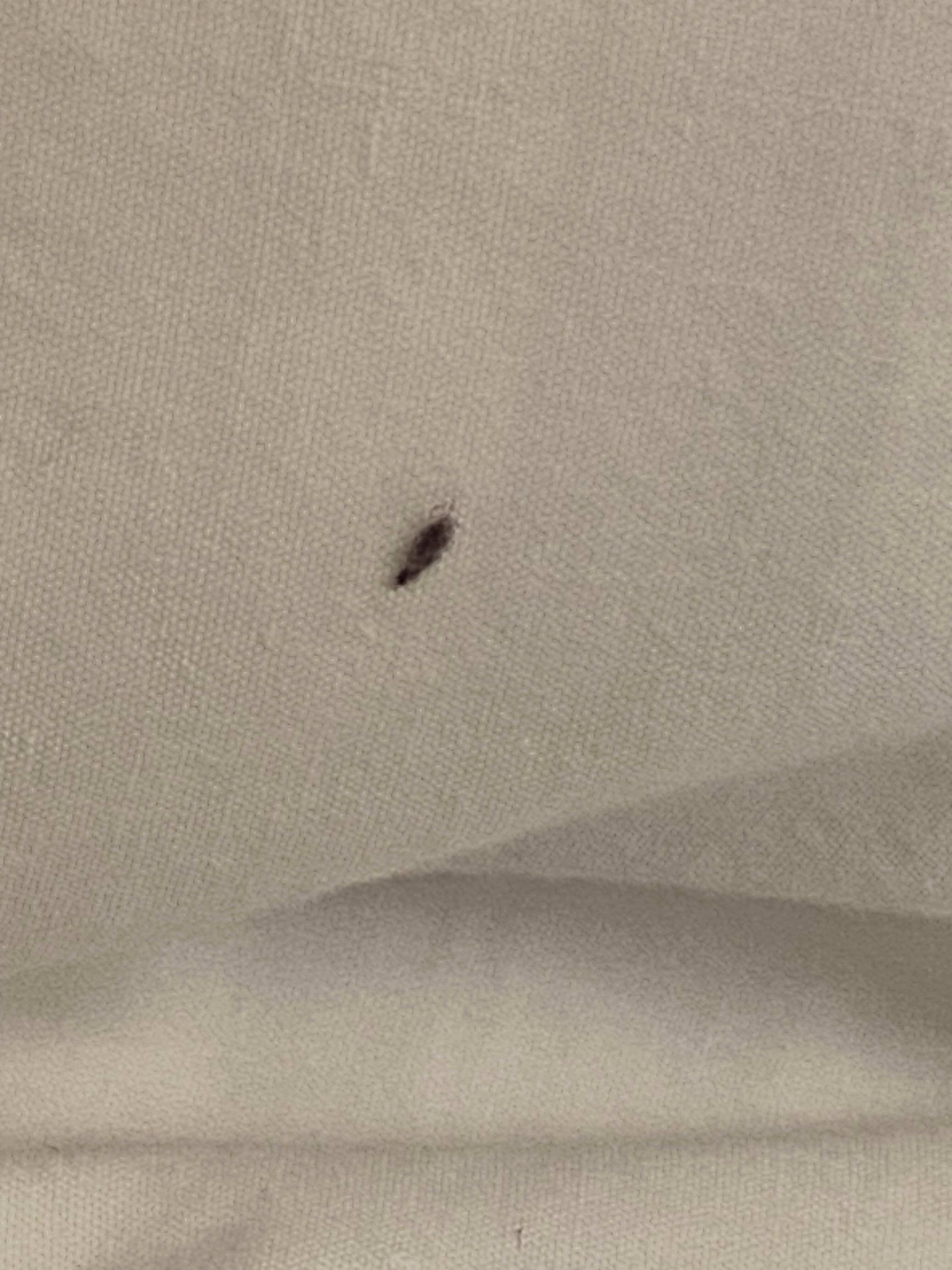 Some type of bug