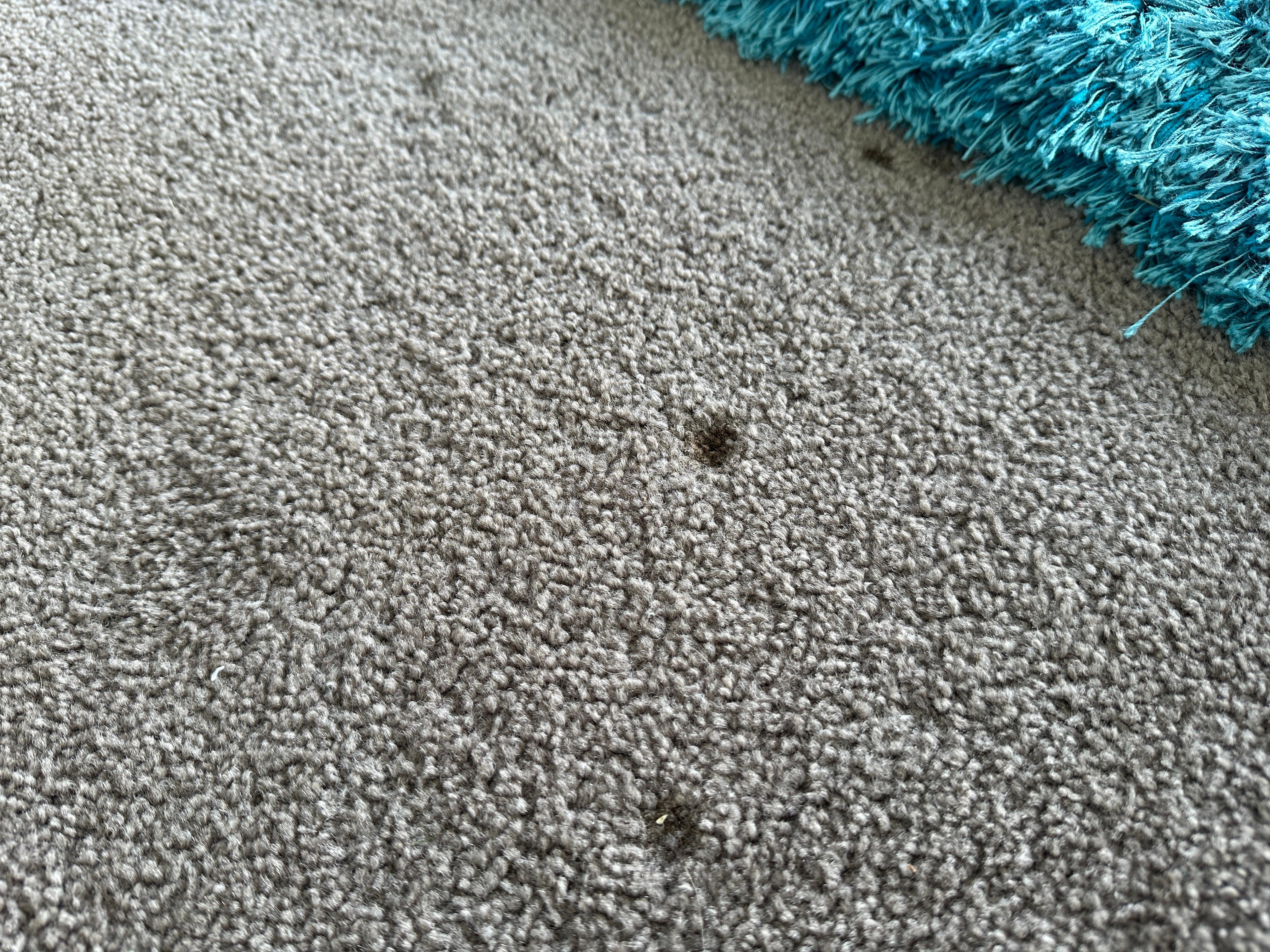 Numerous cigarette burns on carpets. 