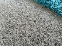 Numerous cigarette burns on carpets.