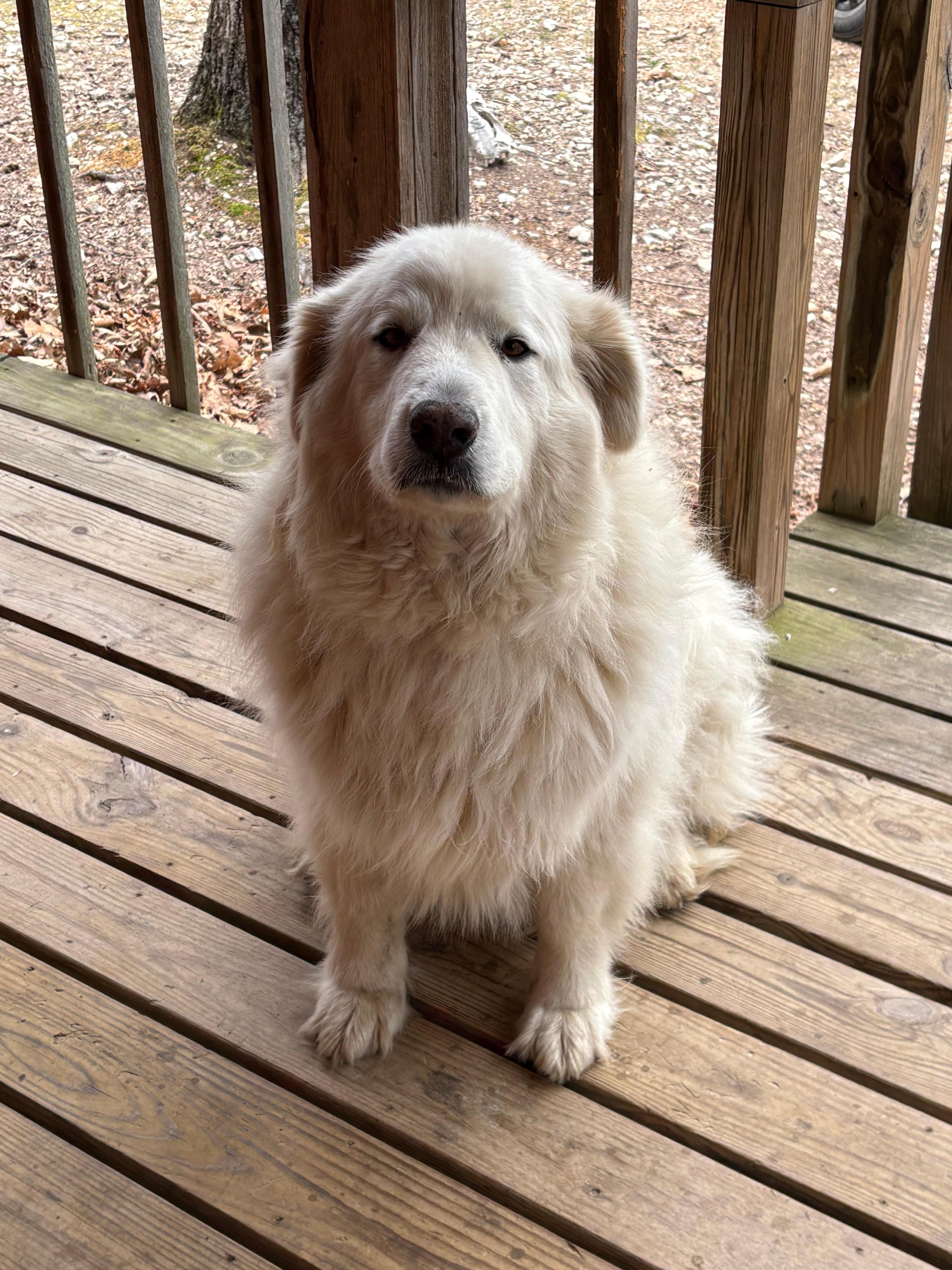 Visiting doggie — we named her Snowball