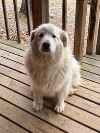 Visiting doggie — we named her Snowball