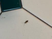 Infestation